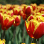 2005年体彩历史开奖号码查询与详细结果 4smvqazl