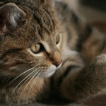 20055期足彩开奖结果最新公布 4temfgvj