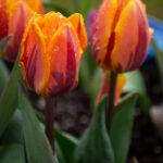 3d开奖号878前后关联数字与走势分析 fepa8